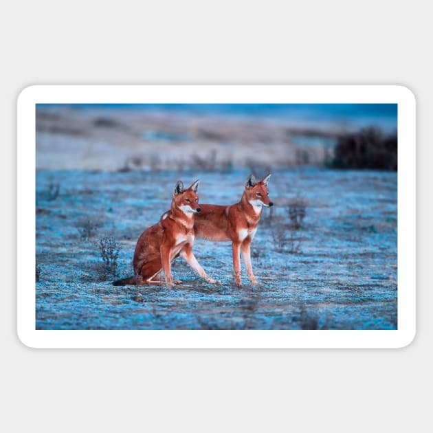 Red fox-amazing picture Sticker by NP-Pedia